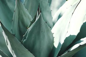 Le meravigliose proprietà medicinali dell'Aloe Arborescens Scopri cosa puoi fare con questa pianta miracolosa!