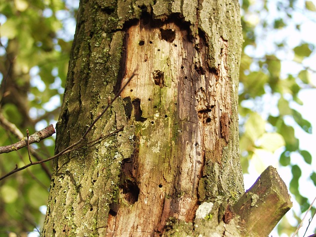 Scoprire e prevenire i tarli del legno Una guida pratica